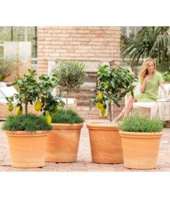 Blauschwingel 'Compact Blue' 10 Blauschwingel 'Compact Blue' -Haus Pflanzen Welt 8037780 7120942 8092108 3697612 WE MO 001 SpaetsommerTerrasseCitrusOliveLavandulaFestuca 1