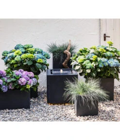 Blauschwingel 'Intense Blue' 11 Blauschwingel 'Intense Blue' -Haus Pflanzen Welt 8037780 7222805 WE MO 001 BauerhortensieHydragenaMacrophylla 1