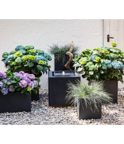 Blauschwingel 'Compact Blue' -Haus Pflanzen Welt 8037780 7222805 WE MO 001 BauerhortensieHydragenaMacrophylla