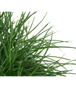 Blauschwingel 'Compact Blue' 13 Blauschwingel 'Compact Blue' -Haus Pflanzen Welt 8037780 WE DE 001 FestucaGlaucaIntenseBlueT11Blauschwingel