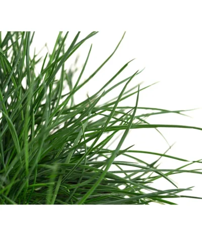 Blauschwingel 'Compact Blue' -Haus Pflanzen Welt 8037780 WE DE 001 FestucaGlaucaIntenseBlueT11Blauschwingel