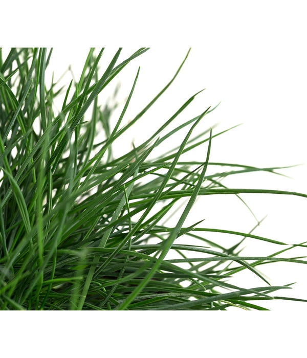 Blauschwingel 'Compact Blue' 8 Blauschwingel 'Compact Blue' – Bild 6