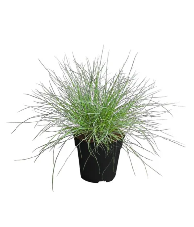 Blauschwingel 'Compact Blue'