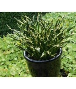 Funkie 'Hands Up' -Haus Pflanzen Welt 8041303 PR MO 001 HostaFunkieHandsUpAGREt