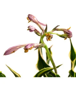 Funkie 'Hands Up' -Haus Pflanzen Welt 8041303 WE DE 001 HostaFunkieHandsUpT13