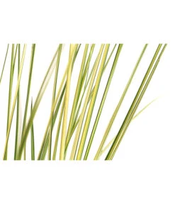 Pampasgras 'Julia' 5 Pampasgras 'Julia' -Haus Pflanzen Welt 8042509 WE DE 001 PampasgrasJuliaT19