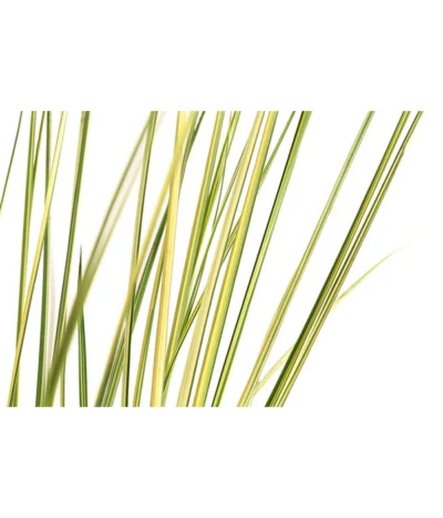 Pampasgras 'Julia' -Haus Pflanzen Welt 8042509 WE DE 001 PampasgrasJuliaT19