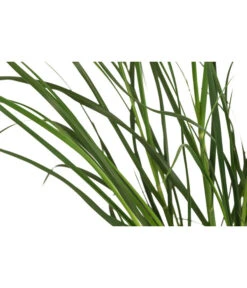 Pampasgras 'Sunningdale Silver' -Haus Pflanzen Welt 8042525 WE DE 001 CortaderiaSelloanaSunningdaleSilverPampasgrasT19