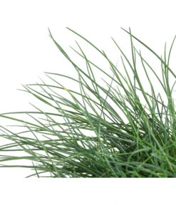 Blauschwingel 'Cool As Ice' -Haus Pflanzen Welt 8042558 WE DE 001 FestucaCinereaCoolAsIceBlauschwingelT14