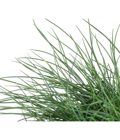 Blauschwingel 'Cool As Ice' 7 Blauschwingel 'Cool As Ice' -Haus Pflanzen Welt 8042558 WE DE 001 FestucaCinereaCoolAsIceBlauschwingelT14