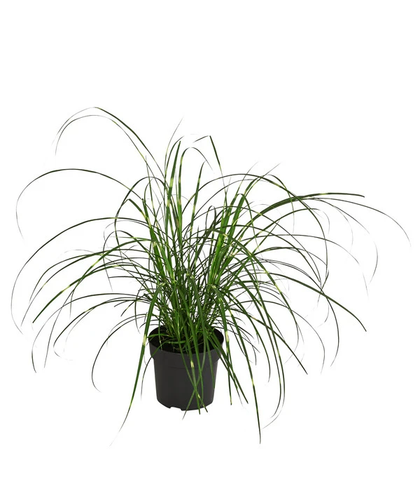 Zwerg-Chinaschilf 'Strictus Dwarf' 3 Zwerg-Chinaschilf 'Strictus Dwarf'