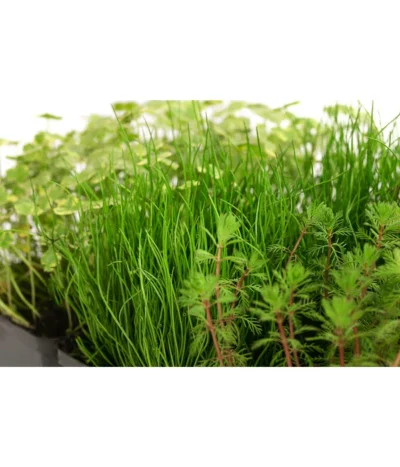 Wasserpflanzen-Set Sauerstoff, Verschiedene Sorten, 6er-Schale -Haus Pflanzen Welt 8048225 WE DE 001 WasserpflanzenSauerstoffSet6er