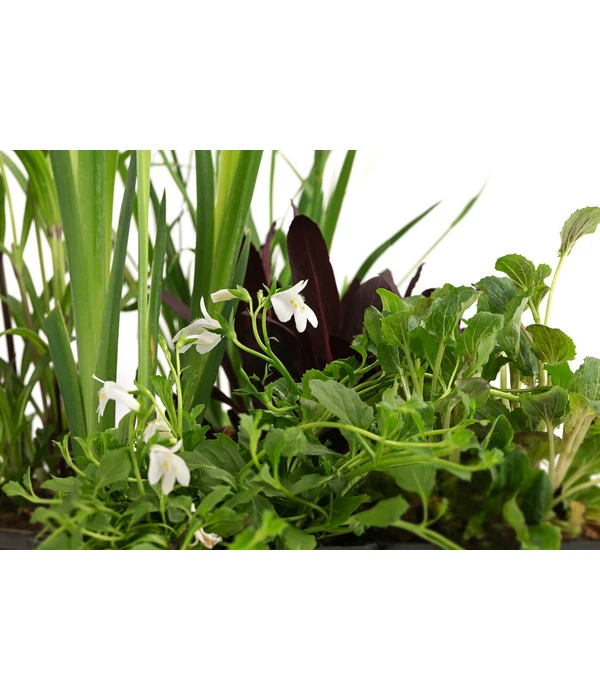 Wasserpflanzen-Set Biene, Verschiedene Sorten, 6er-Schale 4 Wasserpflanzen-Set Biene, Verschiedene Sorten, 6er-Schale – Bild 2