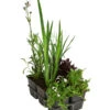 Wasserpflanzen-Set Biene, Verschiedene Sorten, 6er-Schale 1 Wasserpflanzen-Set Biene, Verschiedene Sorten, 6er-Schale -Haus Pflanzen Welt 8048233 WE FS 001 WasserpflanzenInsektenparadiesBiene6er