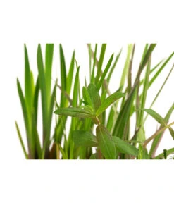 Wasserpflanzen-Set Blütenparadies, Verschiedene Sorten, 6er-Schale -Haus Pflanzen Welt 8048258 WE DE 001 WasserpflanzenBluehpflanzen6er