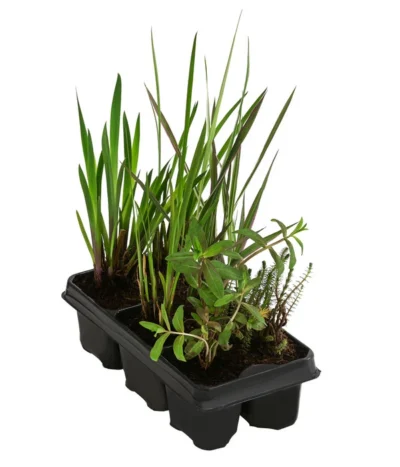 Wasserpflanzen-Set Blütenparadies, Verschiedene Sorten, 6er-Schale
