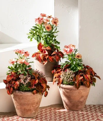 Moos-Steinbrech, Verschiedene Sorten -Haus Pflanzen Welt 8048357 8036394 WE MO 001 RanunculusRococoT19SaxifragaT10 5