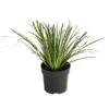 Grasartiger Kalmus 'Argenteostriatus' -Haus Pflanzen Welt 8048910 WE FS 001 GrasartigerKalmusArgenteostraiatusT14