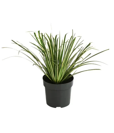 Grasartiger Kalmus 'Argenteostriatus'