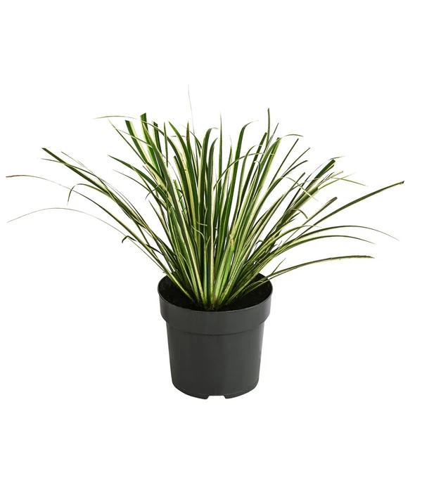 Grasartiger Kalmus 'Argenteostriatus' 3 Grasartiger Kalmus 'Argenteostriatus'