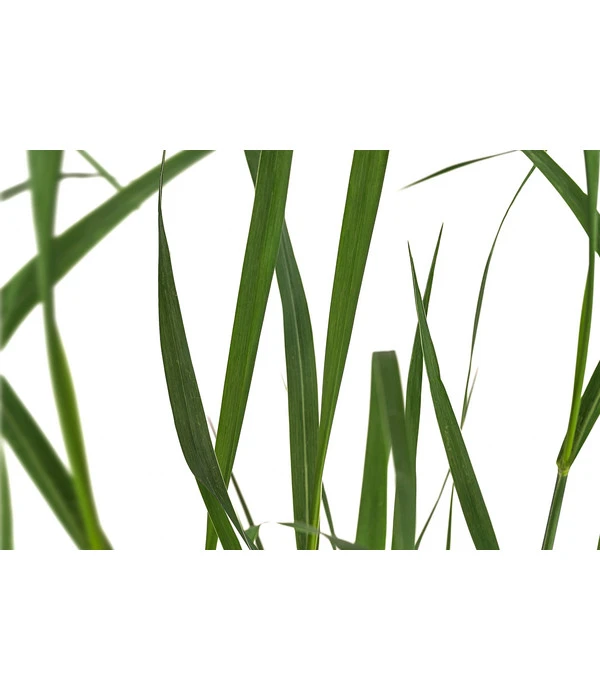 Rutenhirse 'Prairie Sky' 4 Rutenhirse 'Prairie Sky' – Bild 2