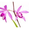Dehner Japanorchidee - Gartenorchidee 1 Dehner Japanorchidee - Gartenorchidee -Haus Pflanzen Welt 8049454 WE DE 001 JapanorchideeBletillaStriataT9DehnerExpressZS