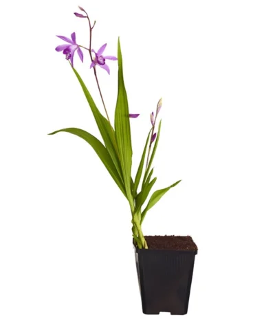 Dehner Japanorchidee - Gartenorchidee -Haus Pflanzen Welt 8049454 WE FS 001 JapanorchideeBletillaStriataT9DehnerExpressZS