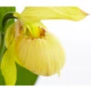 Freiland-Frauenschuh -Haus Pflanzen Welt 8050015 PR DE 001 FrauenschuhGelbeSortenCypripediumGelbT12DehnerExpressZS