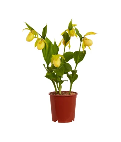 Freiland-Frauenschuh -Haus Pflanzen Welt 8050015 PR FS 001 FrauenschuhGelbeSortenCypripediumGelbT12DehnerExpressZS 2