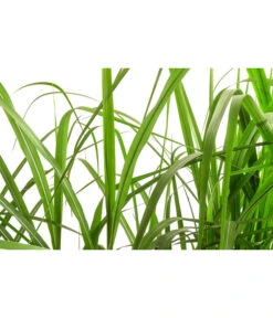 Riesen-Chinaschilf In Pflanztasche, Ca. B100 Cm -Haus Pflanzen Welt 8050239 WE DE 001 BigBagSichtschutzGraeserChinaschilfGingantheus