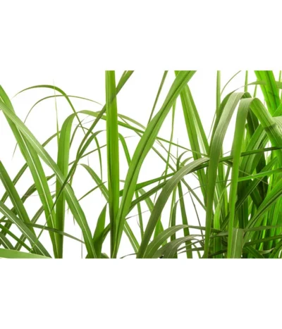 Riesen-Chinaschilf In Pflanztasche, Ca. B100 Cm 7 Riesen-Chinaschilf In Pflanztasche, Ca. B100 Cm -Haus Pflanzen Welt 8050239 WE DE 001 BigBagSichtschutzGraeserChinaschilfGingantheus