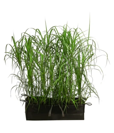 Riesen-Chinaschilf In Pflanztasche, Ca. B100 Cm