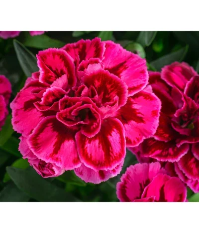 Garten-Nelke, Zweifarbig, Verschiedene Sorten