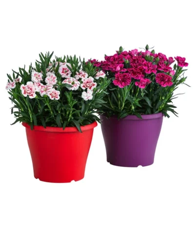 Garten-Nelke, Zweifarbig, Verschiedene Sorten 9 Garten-Nelke, Zweifarbig, Verschiedene Sorten -Haus Pflanzen Welt 8050643 WE FS 001 NelkeDianthusInSortenT19