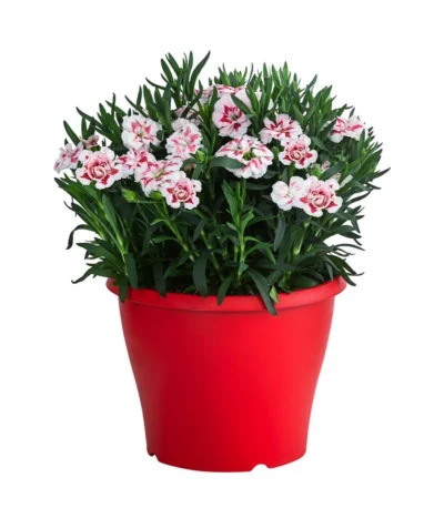 Garten-Nelke, Zweifarbig, Verschiedene Sorten 11 Garten-Nelke, Zweifarbig, Verschiedene Sorten -Haus Pflanzen Welt 8050643 WE FS 002 NelkeDianthusInSortenT19