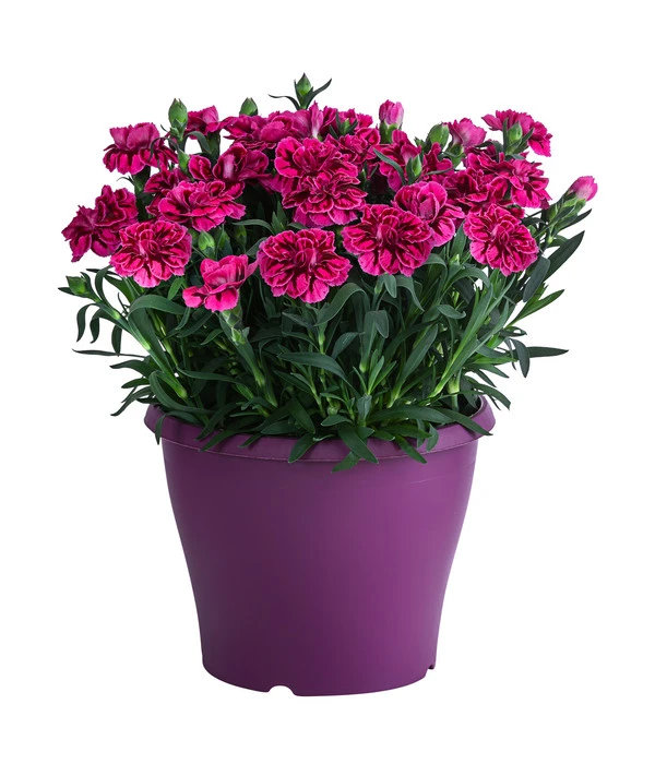 Garten-Nelke, Zweifarbig, Verschiedene Sorten 6 Garten-Nelke, Zweifarbig, Verschiedene Sorten – Bild 4