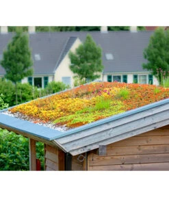 Dachbegrünungsmatte Mit Fetthenne, Verschiedene Sorten, 4-teilig 5 Dachbegrünungsmatte Mit Fetthenne, Verschiedene Sorten, 4-teilig -Haus Pflanzen Welt 8051005 8050940 8051294 WE MO 001 DachbegruenungFotolia 1