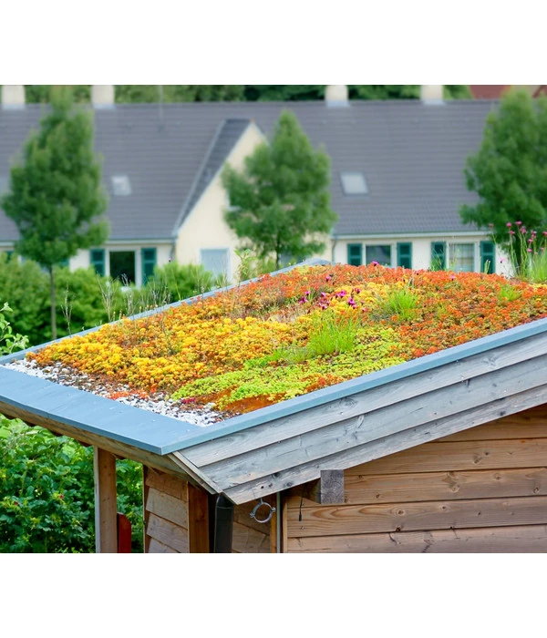 Dachbegrünungsmatte Mit Fetthenne, Verschiedene Sorten, 4-teilig 4 Dachbegrünungsmatte Mit Fetthenne, Verschiedene Sorten, 4-teilig – Bild 2