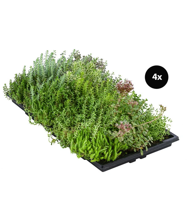 Dachbegrünungsmatte Mit Fetthenne, Verschiedene Sorten, 4-teilig 3 Dachbegrünungsmatte Mit Fetthenne, Verschiedene Sorten, 4-teilig