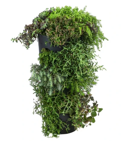 Wandhänger Mit Fetthenne, Verschiedene Sorten