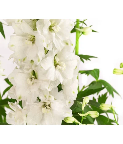 Rittersporn, Verschiedene Farben 18 Rittersporn, Verschiedene Farben -Haus Pflanzen Welt 8052037 WE DE 001 RitterspornDelphiniumXElatumWeiss