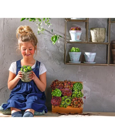 Hauswurz, 6er Schale -Haus Pflanzen Welt 8086498 8013112 WE MO 004 HauswurzDachwurzSempervivumMixT9