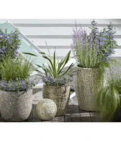 Gelbbunte Kerzen-Palmlilie 'Variegata' -Haus Pflanzen Welt 8090706 PR MO 002 StipaPonyTailsFedergrasKlimakuenstler GC12 2020