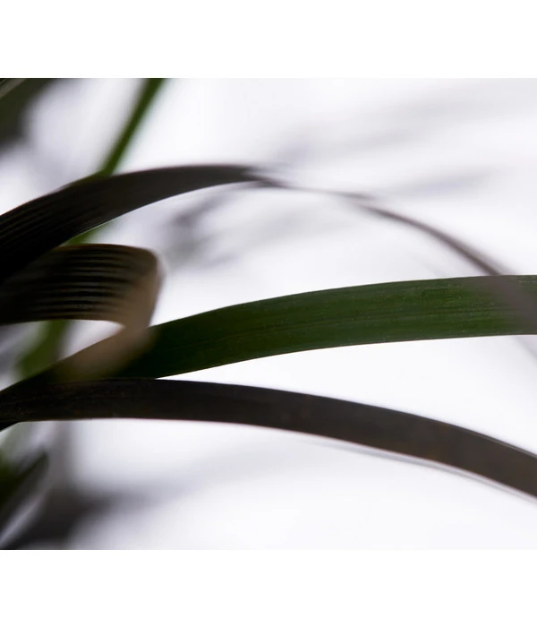 Schwarzer Schlangenbart 'Niger' 4 Schwarzer Schlangenbart 'Niger' – Bild 2