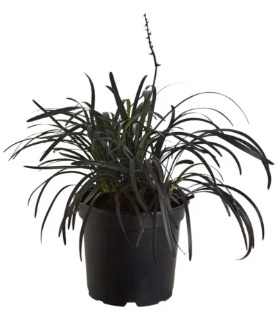 Schwarzer Schlangenbart 'Niger'