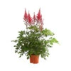 Prachtspiere - Astilbe X Arendsii 2 Prachtspiere - Astilbe X Arendsii -Haus Pflanzen Welt 8090888 PR FS 001 AstilbeRotT15DehnerExpressHerzig