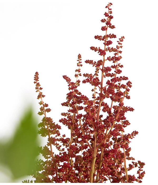 Prachtspiere - Astilbe X Arendsii 4 Prachtspiere - Astilbe X Arendsii – Bild 2
