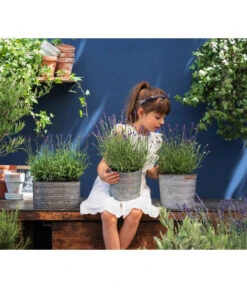 Duftlavendel, 6er-Schale 8 Duftlavendel, 6er-Schale -Haus Pflanzen Welt 8092108 WE MO 03 LavendelT13 GC14 2020 02