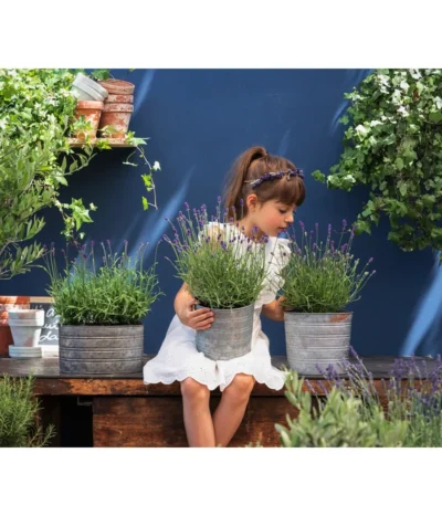 Duftlavendel, 6er-Schale -Haus Pflanzen Welt 8092108 WE MO 03 LavendelT13 GC14 2020 02