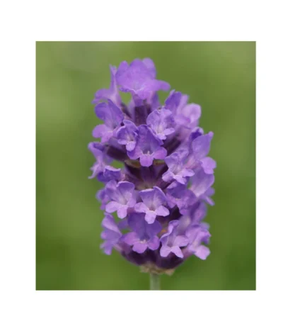 Lavendel 'No. 9' -Haus Pflanzen Welt 8094070 PR DE 001 DownderryNo9Helix